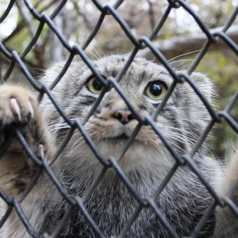 ノヴォシビルスク動物園のマヌルネコの写真