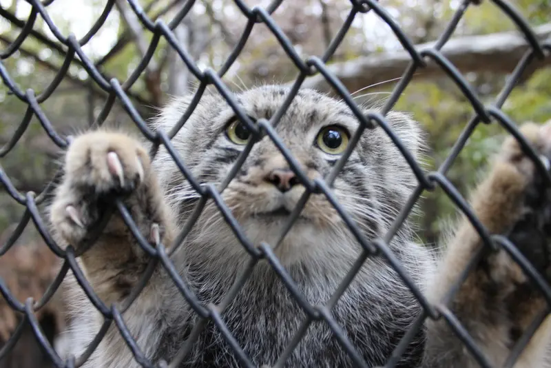 ノヴォシビルスク動物園のマヌルネコの写真