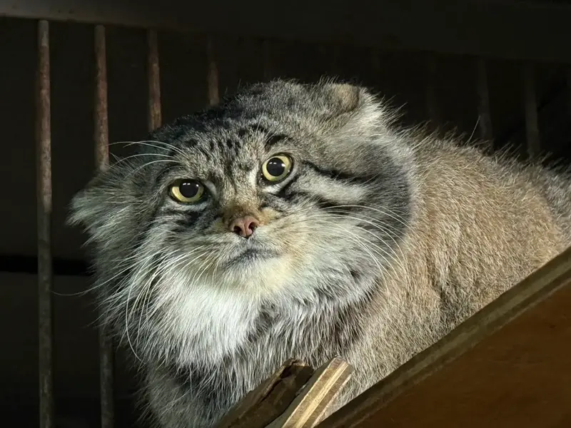 旭山動物園のグルーシャの写真