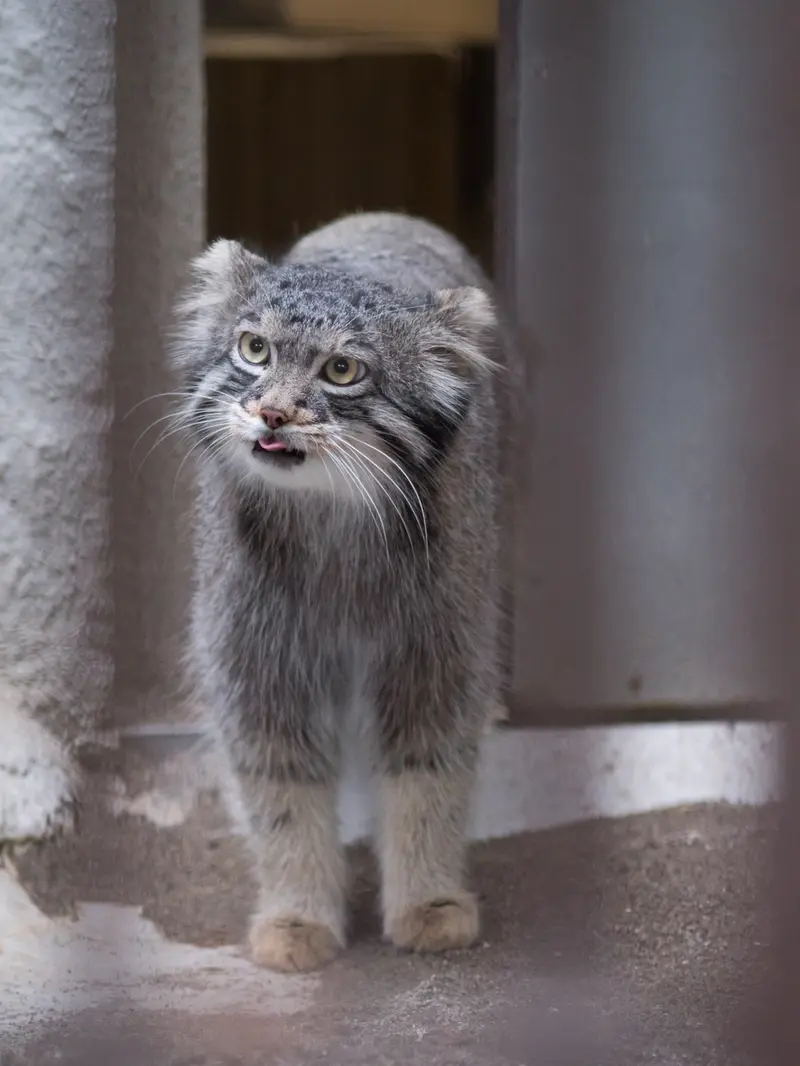 野毛山動物園のフィーガの写真