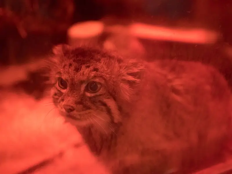 恩賜上野動物園のナイマの写真