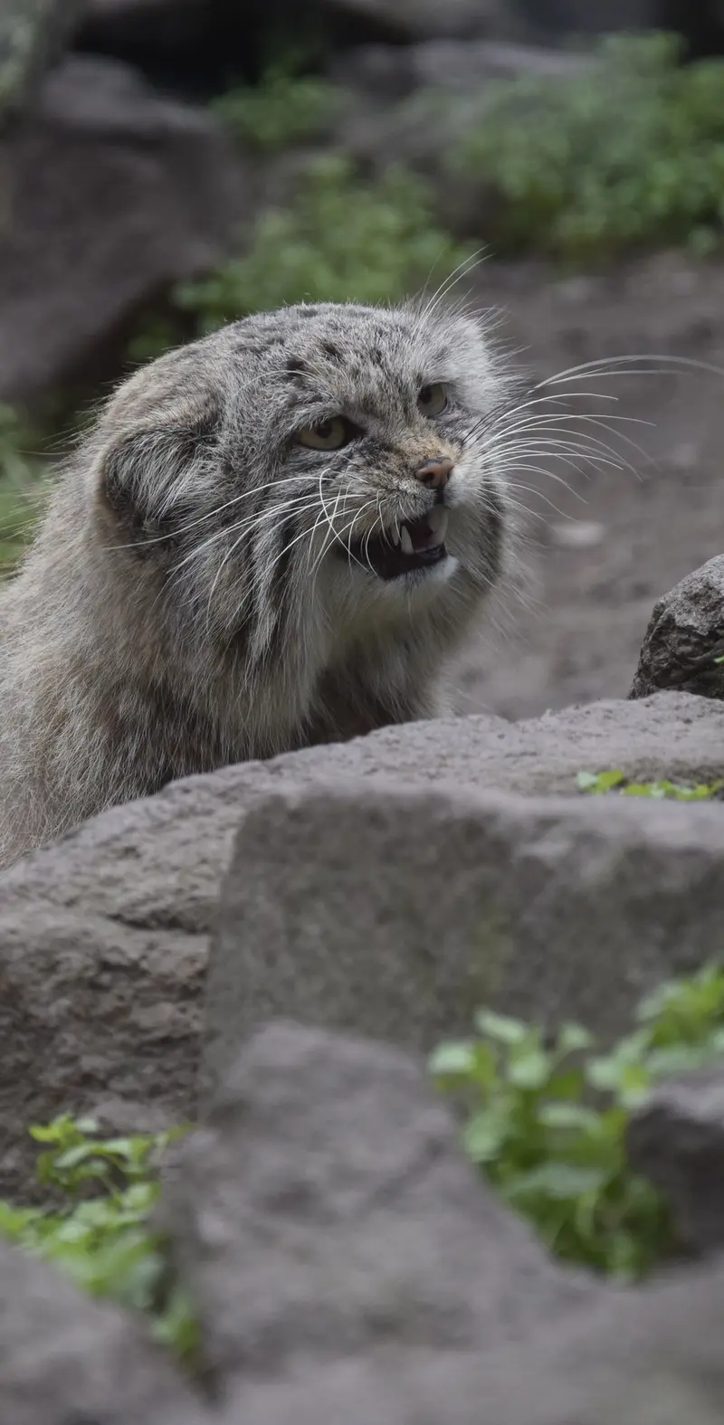 ブダペスト動物園・植物園のマヌエルの写真