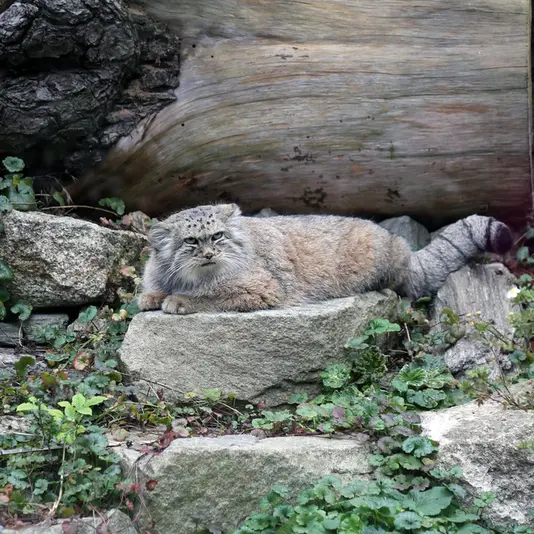 ヴロツワフ動物園のザリナの写真