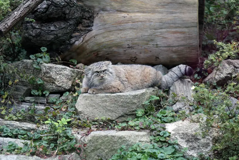 ヴロツワフ動物園のザリナの写真