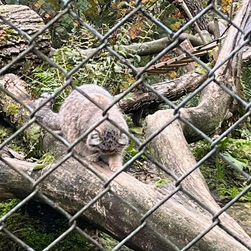 マヌルネコの写真