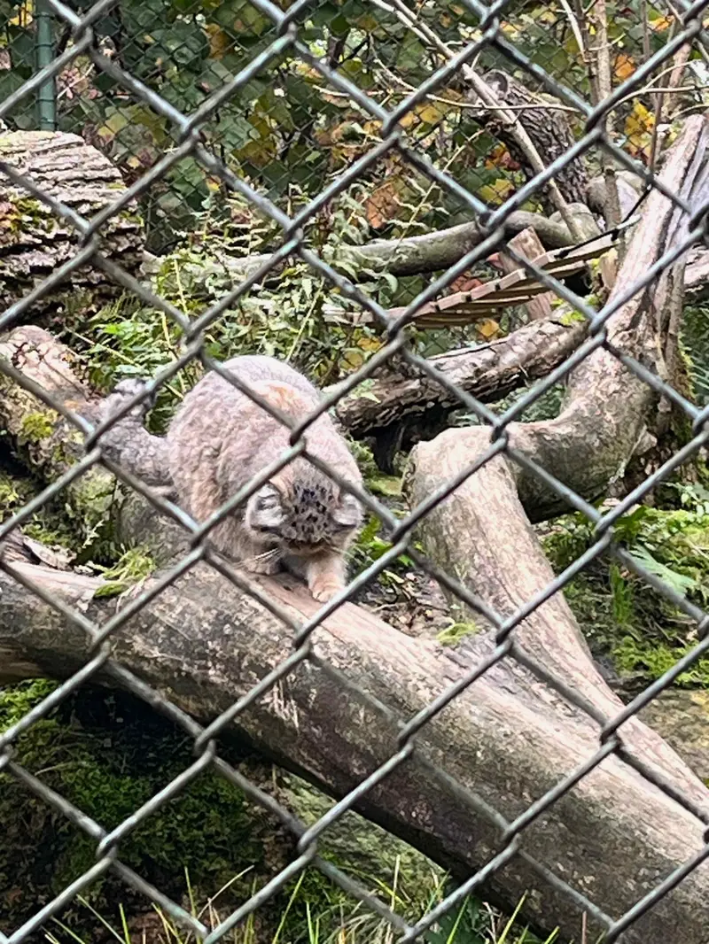 マヌルネコの写真