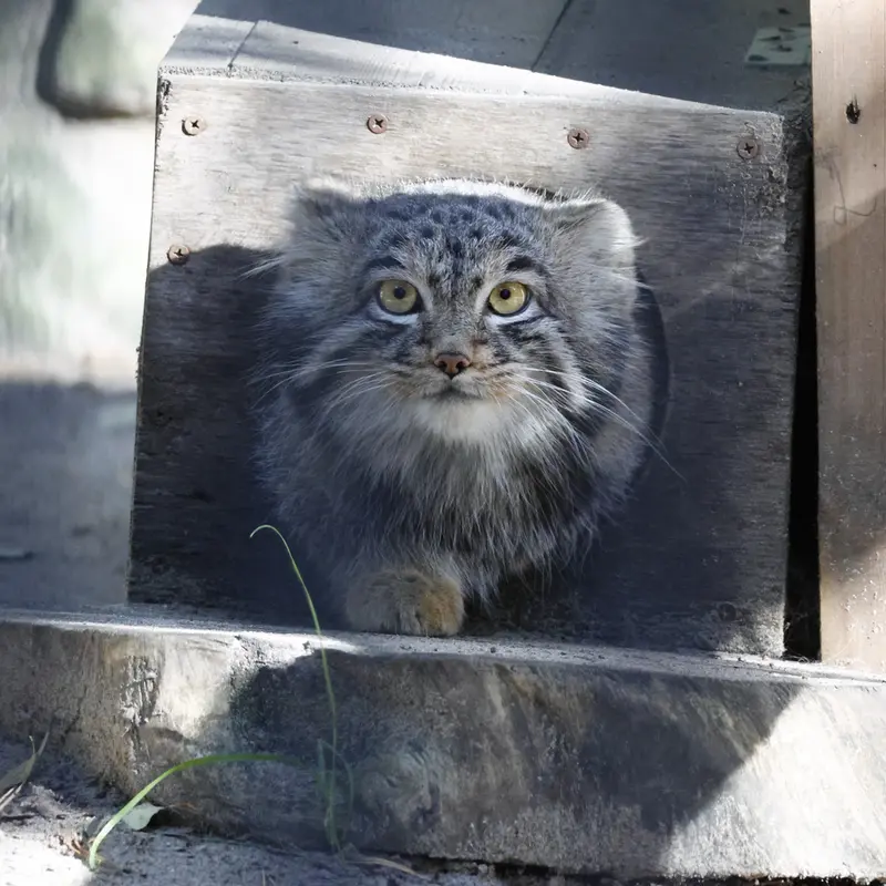 ノヴォシビルスク動物園のメンスの写真