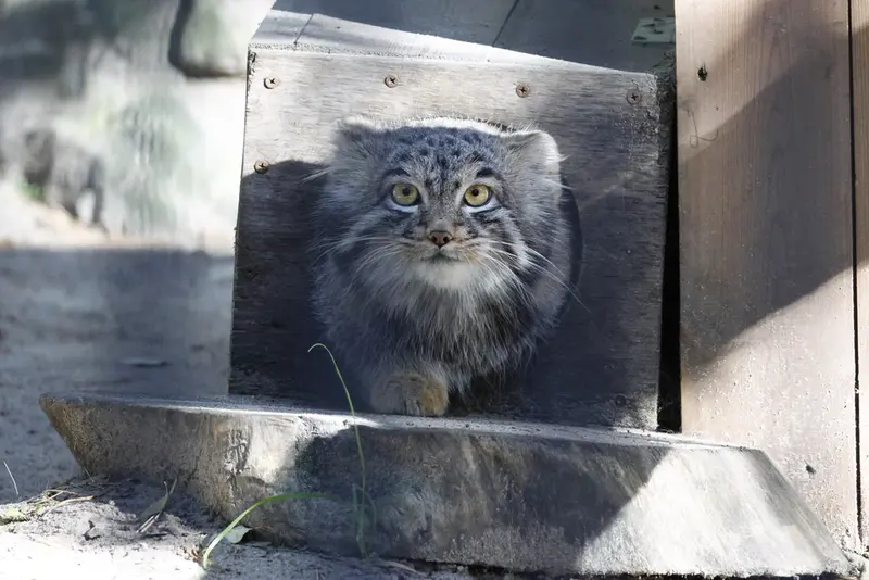 ノヴォシビルスク動物園のメンスの写真