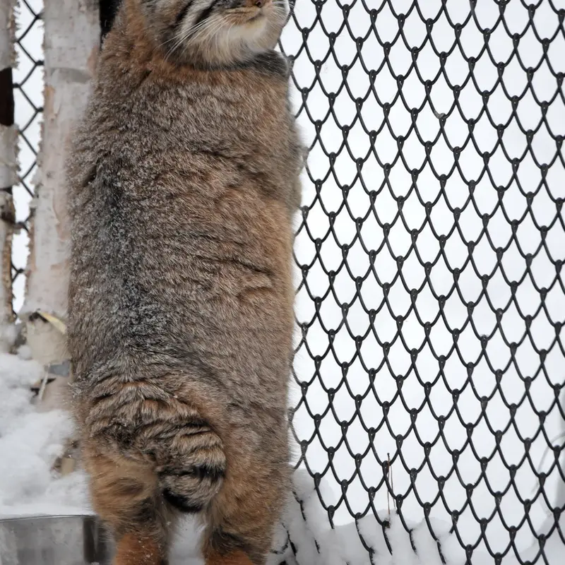 ノヴォシビルスク動物園のフヴォスチクの写真
