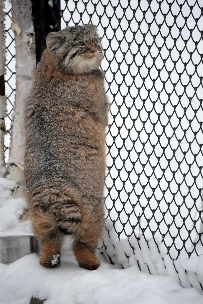 ノヴォシビルスク動物園のフヴォスチクの写真
