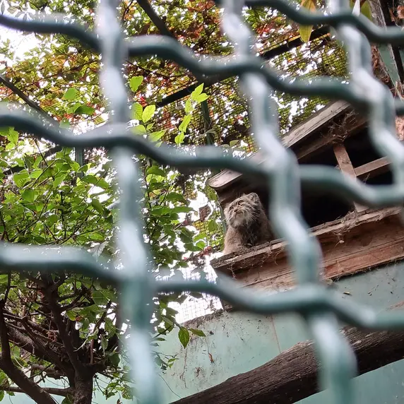 ブダペスト動物園＆植物園のボフスの写真