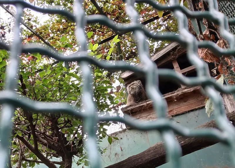ブダペスト動物園・植物園のボフスの写真