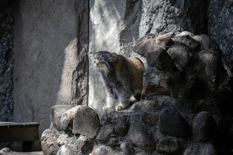 モスクワ動物園のティモフェイの写真