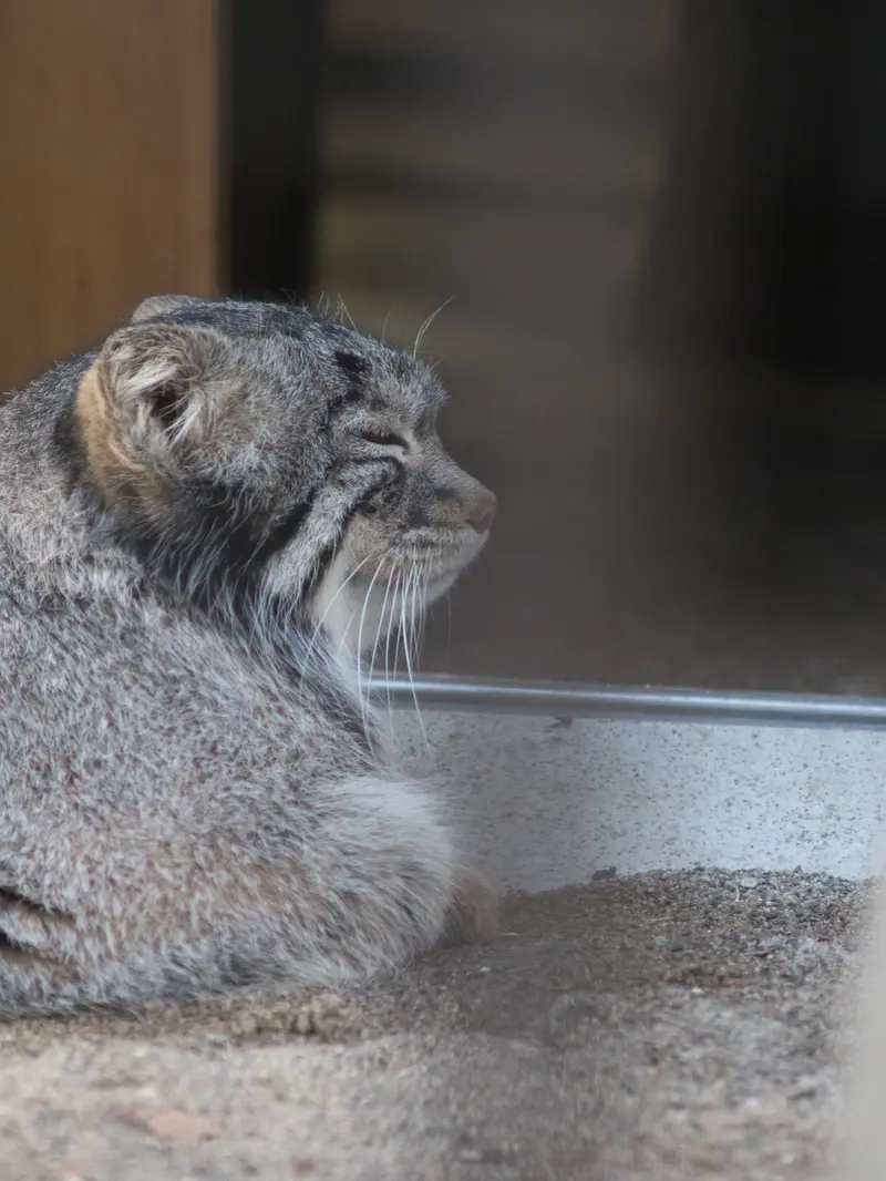野毛山動物園のフィーガの写真