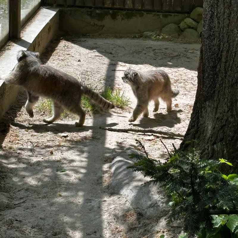 ポズナン新動物園のボジェンカとマニアの写真