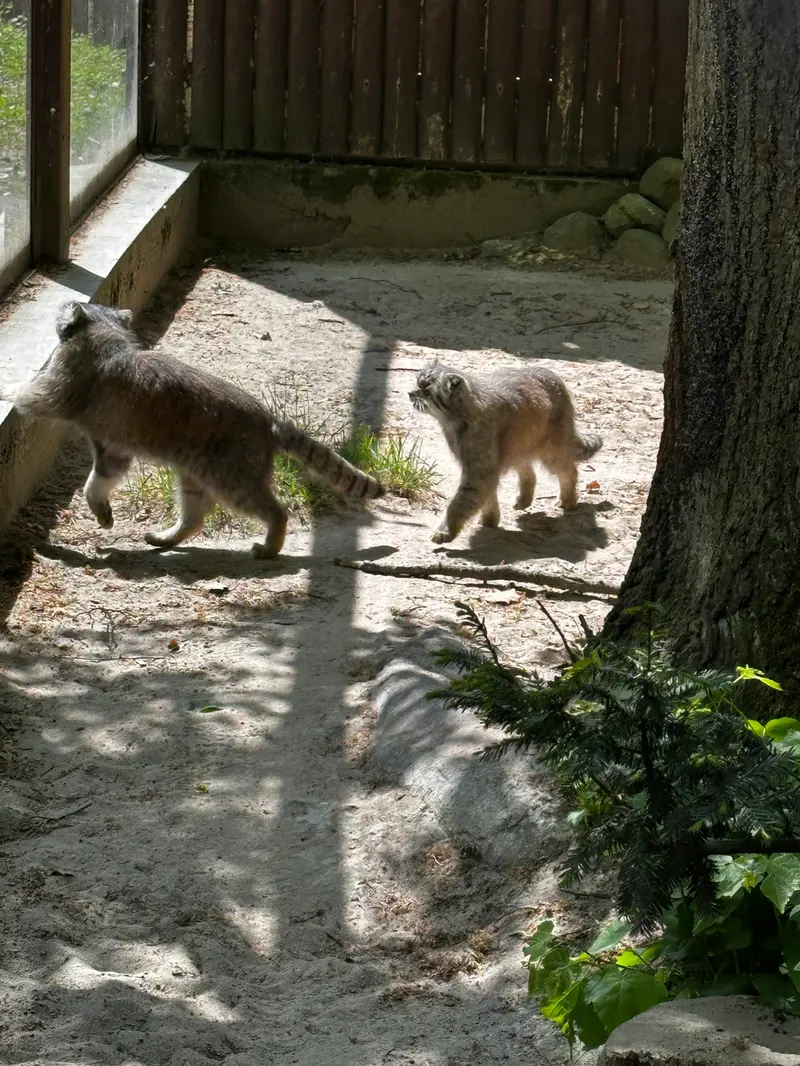 ポズナン新動物園のボジェンカとマニアの写真