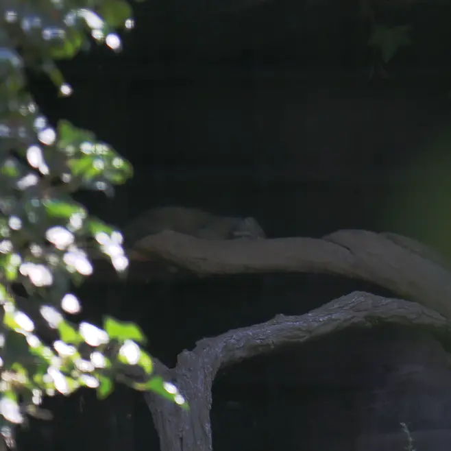 デッサウ動物園のデルスの写真