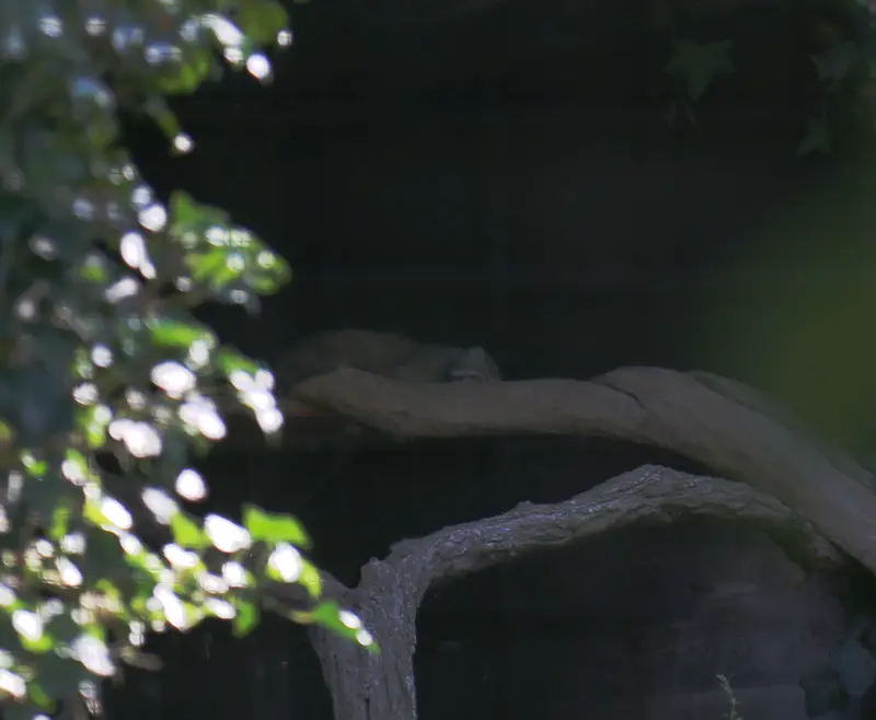デッサウ動物園のデルスの写真
