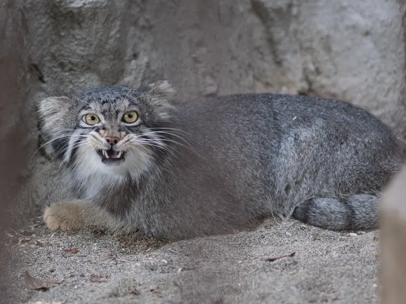 野毛山動物園のフィーガの写真