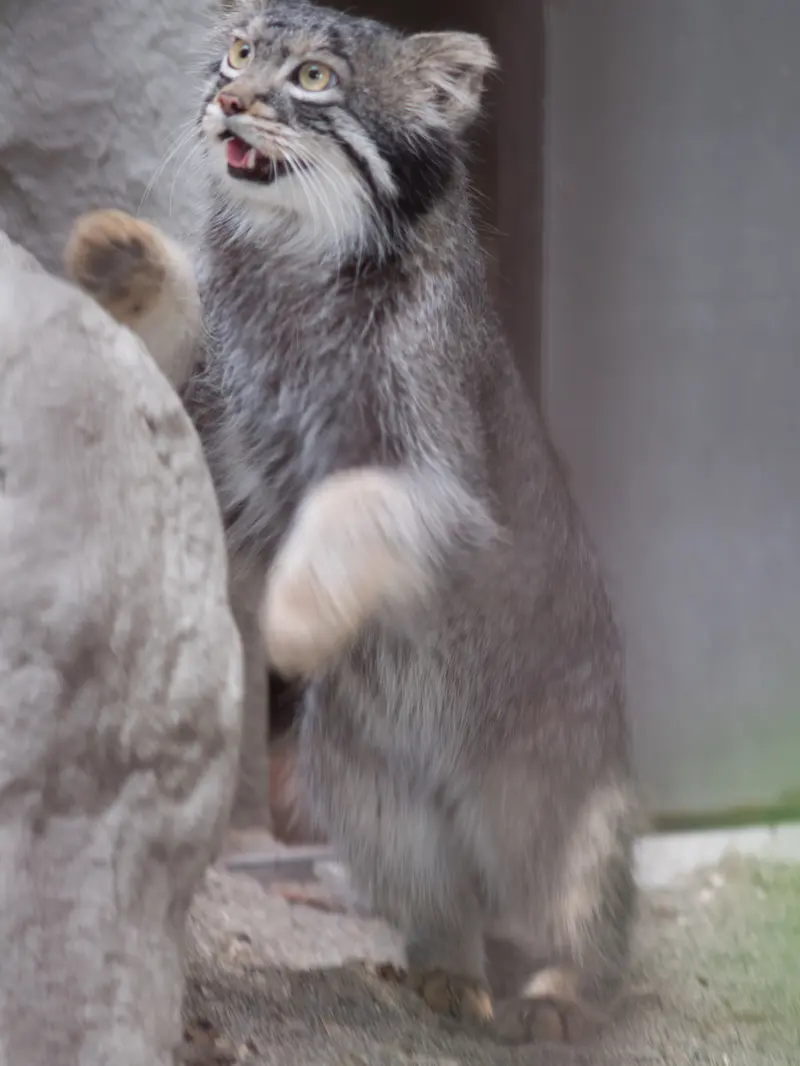 野毛山動物園のフィーガの写真