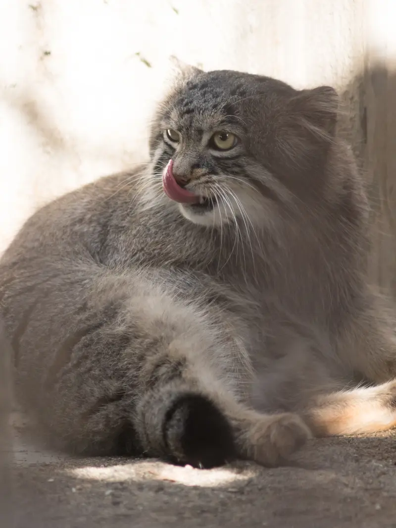 野毛山動物園のフィーガの写真