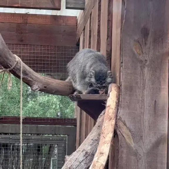 タリン動物園のマヌルネコの写真