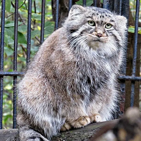 ノヴォシビルスク動物園のシェブの写真