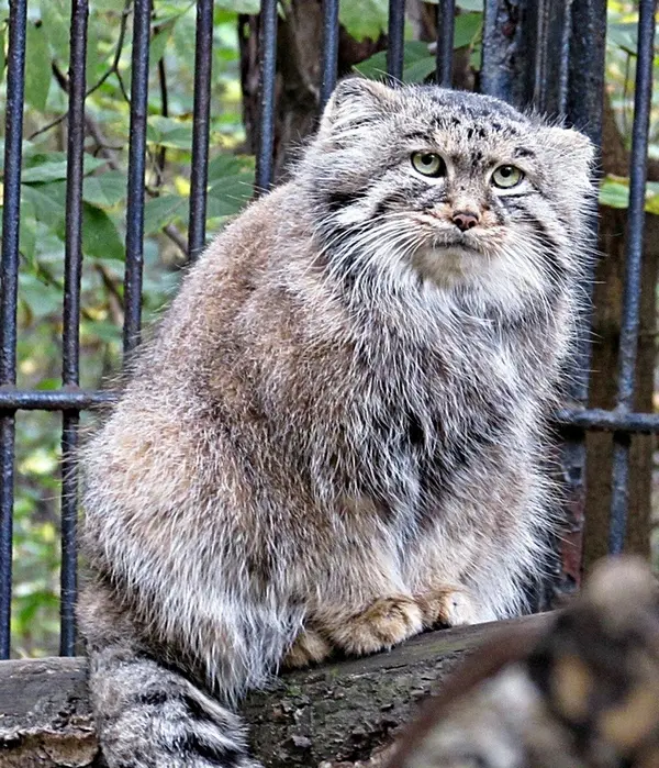 ノヴォシビルスク動物園のシェブの写真
