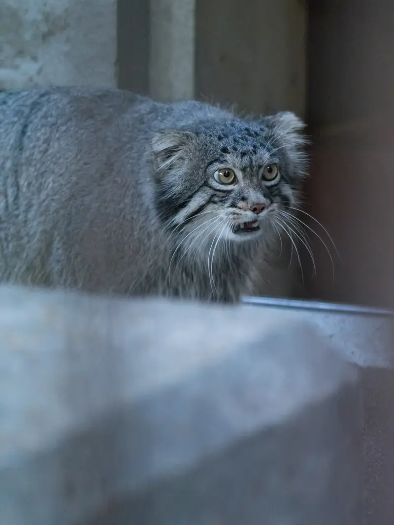 野毛山動物園のフィーガの写真