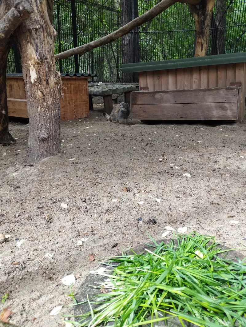 ノヴォシビルスク動物園のマヌルネコの写真