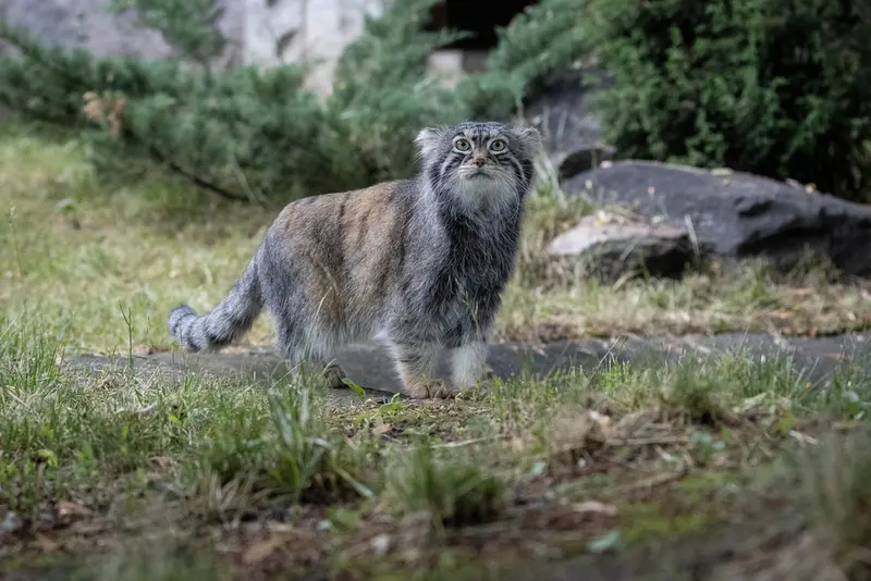 モスクワ動物園のティモフェイの写真