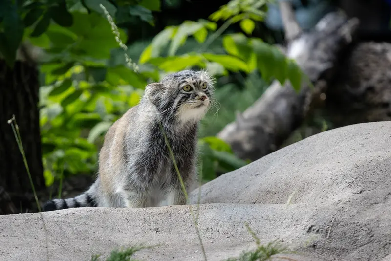 モスクワ動物園のティモフェイの写真