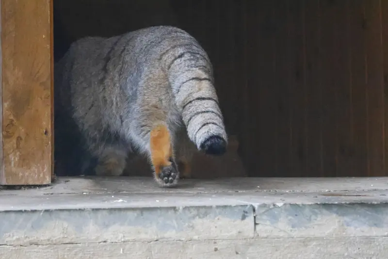 モスクワ動物園のティモフェイの写真