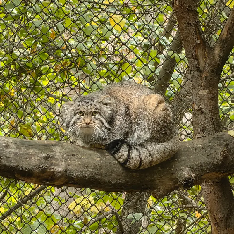 ノヴォシビルスク動物園のグレイの写真