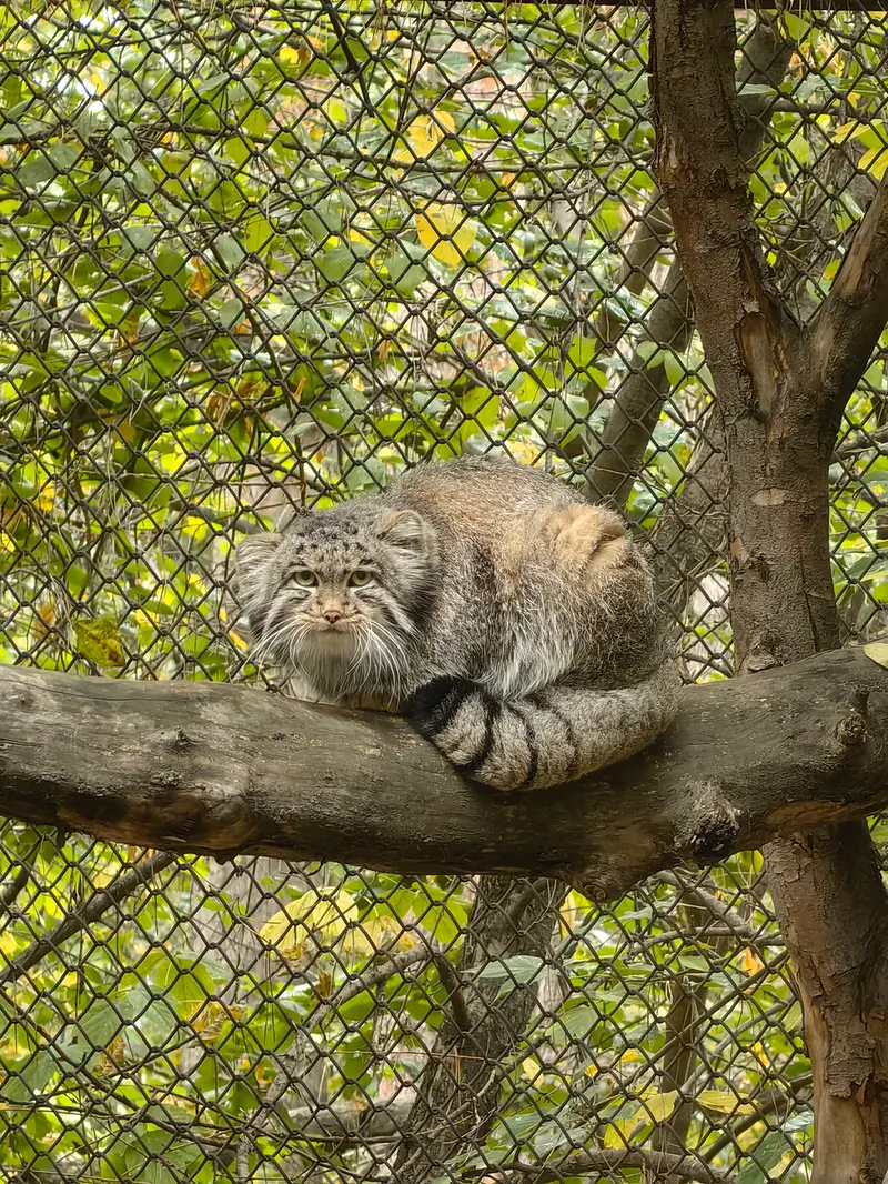 ノヴォシビルスク動物園のグレイの写真