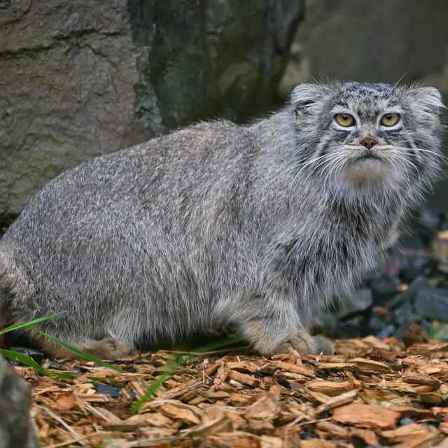 トレゴムール動物園のイウォークの写真