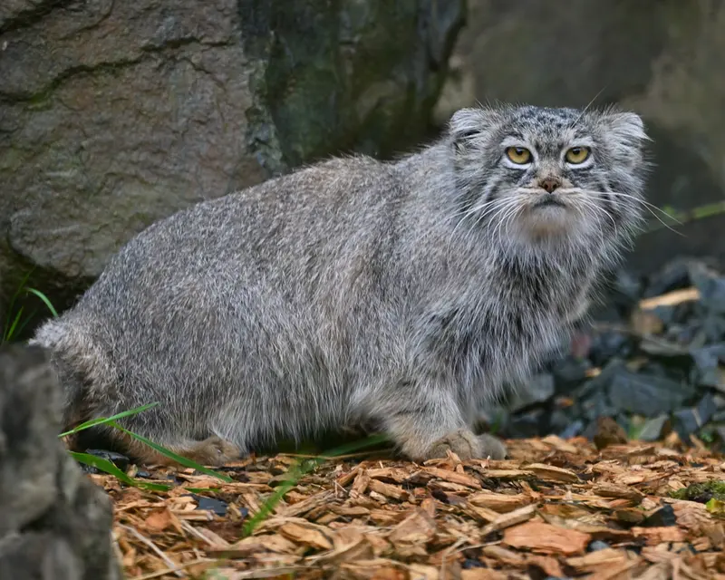 トレゴムール動物園のイウォークの写真
