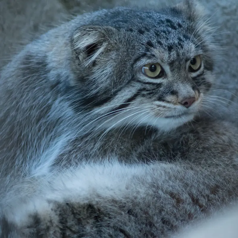 野毛山動物園のフィーガの写真