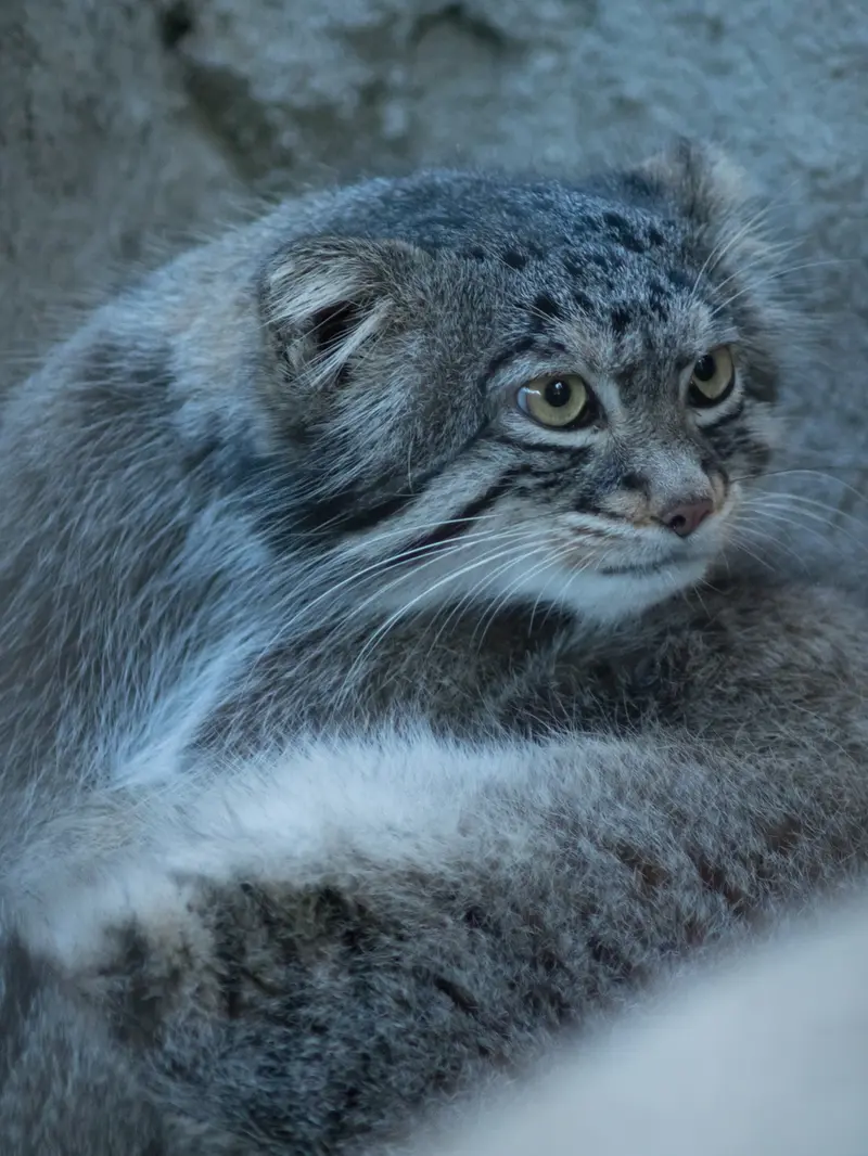 野毛山動物園のフィーガの写真