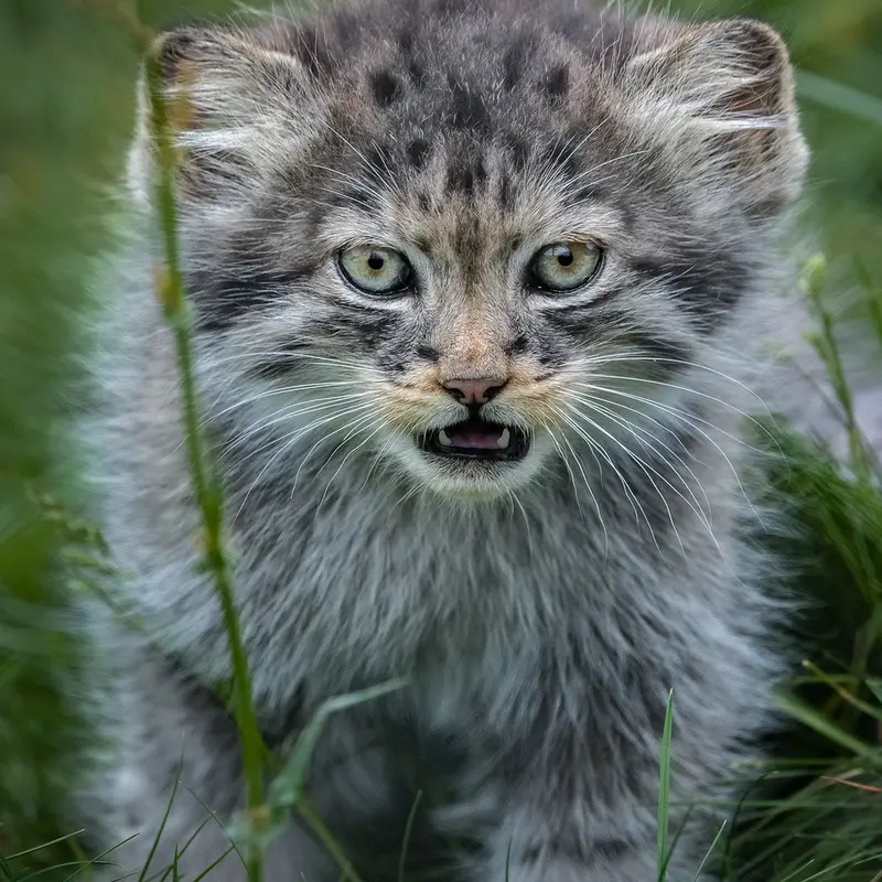 ポート・リムプネ・ワイルド・アニマル・パークのナムーの子猫 b. 2026 Ⅱの写真