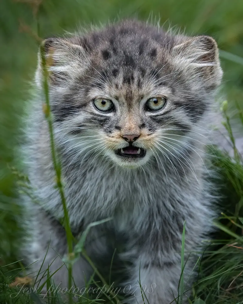 ポート・リムプネ・ワイルド・アニマル・パークのナムーの子猫 b. 2026 Ⅱの写真