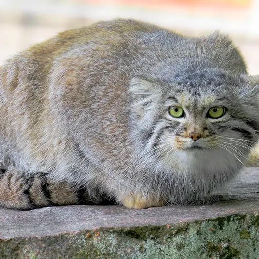 パルケン動物園のアグネタの写真