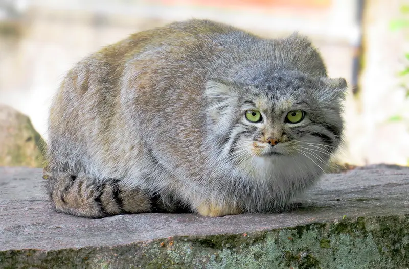 パルケン動物園のアグネタの写真