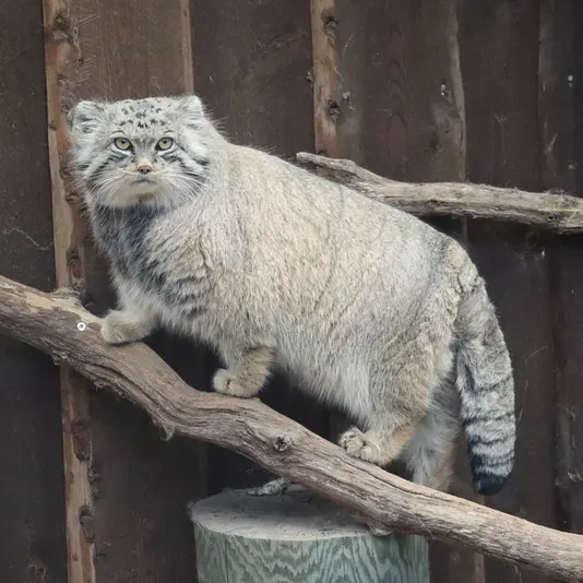 タリン動物園のマーズの写真