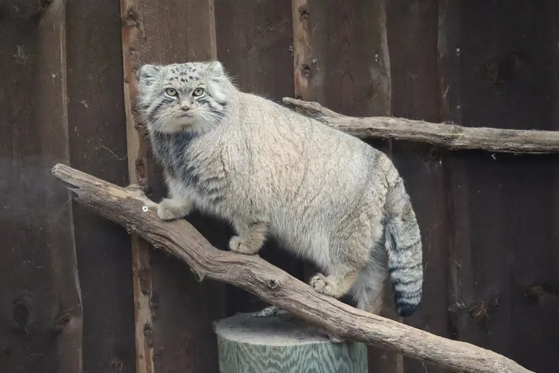 タリン動物園のマーズの写真