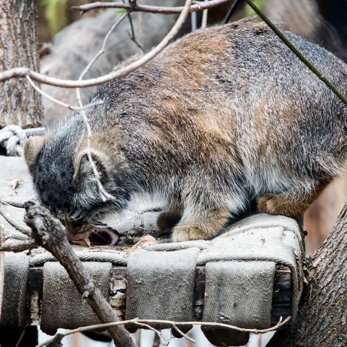 ノヴォシビルスク動物園のゾーシャの写真