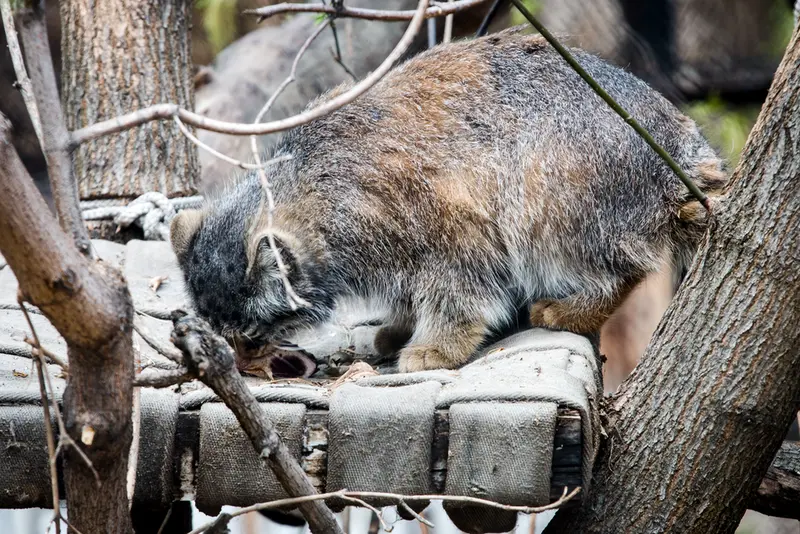 ノヴォシビルスク動物園のゾーシャの写真