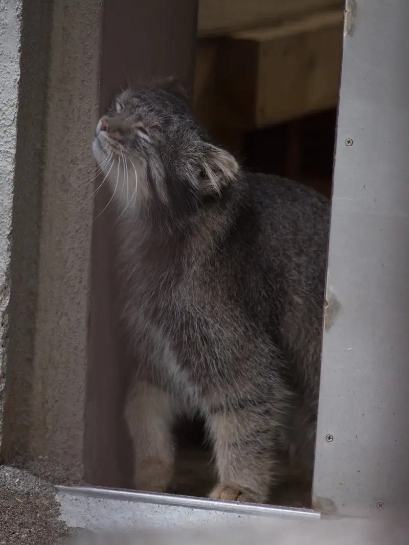 野毛山動物園のフィーガの写真
