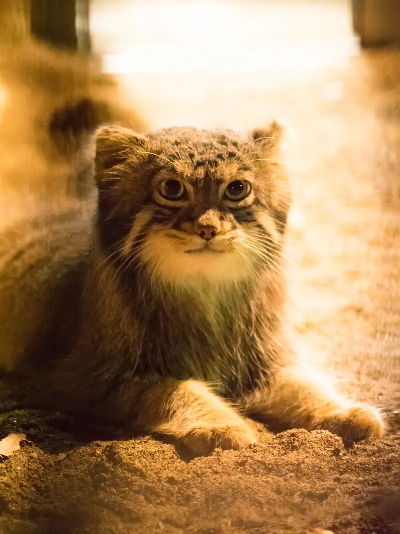 野毛山動物園のフィーガの写真