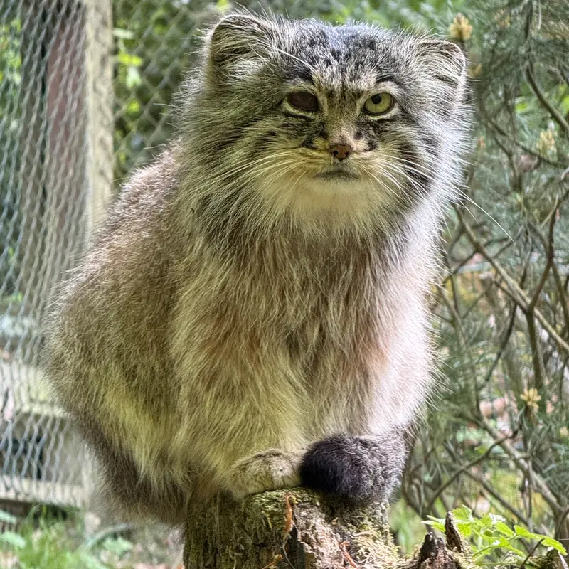 オペル動物園のバトゥの写真